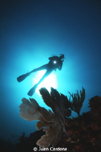 diver by Juan Cardona 